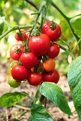 Ripe tomato plant growing in greenhouse. Fresh bunch of red natural tomatoes on branch in organic vegetable garden. Organic farming, healthy food, BIO viands, back to nature concept.