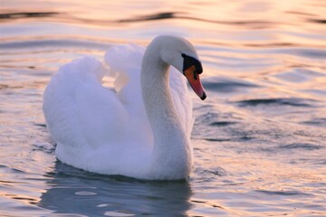 Swan in beautiful sunset