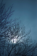 leafless tree branches with backlit haze, in winter