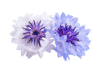 cornflowers flowers isolated