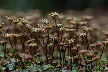 Marchantia polymorpha, Brunnenlebermoos, Sporogone, Hepaticopsida, Lebermoos, Bryophyta, 
