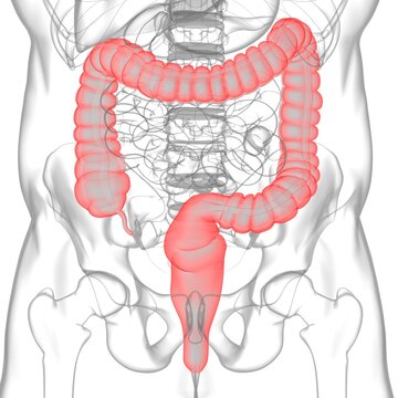 Large Intestine 3D Illustration Human Digestive System Anatomy