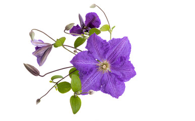  clematis flower