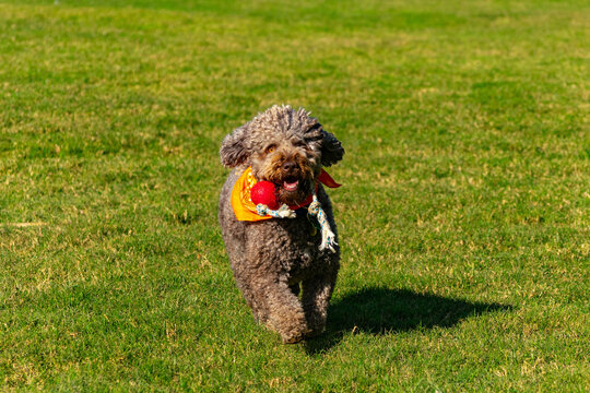 Dog running on grass with toy in mouth