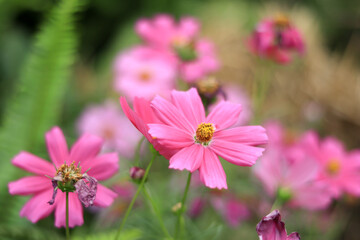 Obraz premium Pink flowers in the garden. Pink cosmos close up.