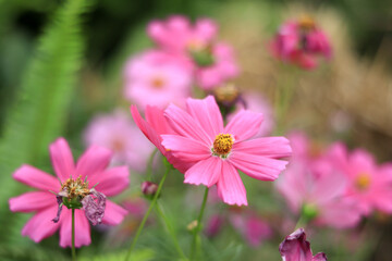 Pink flowers in the garden. Pink cosmos close up.