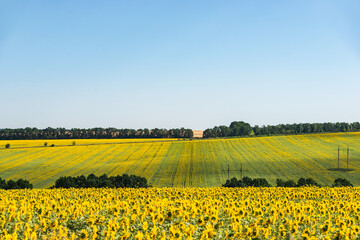 farm fields in Ukraine