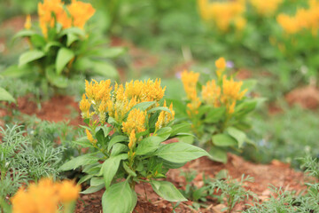 Yellow of Cockscomb flower in bloom and morning sunshine in the flower garden.