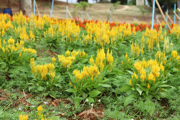 Yellow of Cockscomb flower in bloom and morning sunshine in the flower garden.