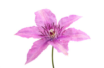  clematis flower