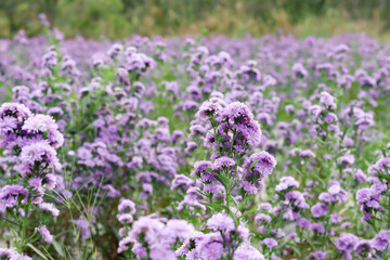 Violet and pink Margaret flowers blooming in the garden. Close-up beautiful and fresh Margaret flowers in natural light.