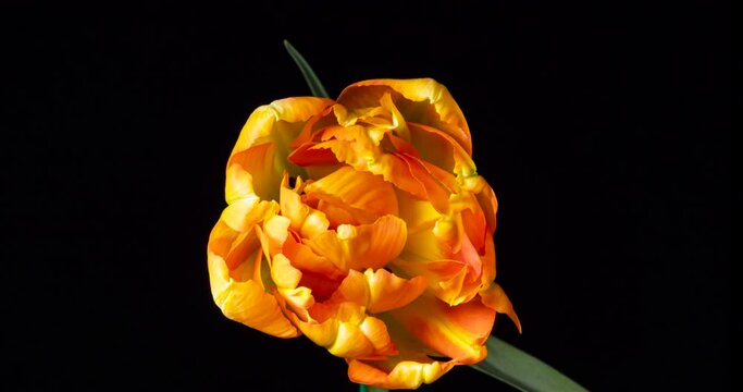 ダリアの開花タイムラプス