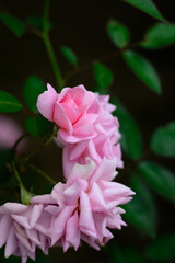 bunch of pink roses in the garden