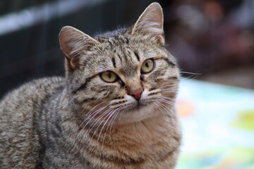 beautiful face of a gray cat close-up