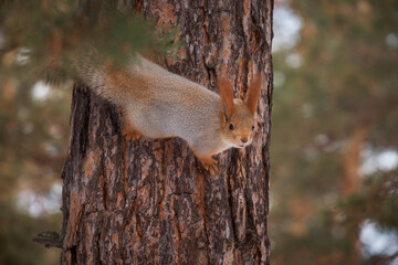 wild squirrel on a tree in a winter forest