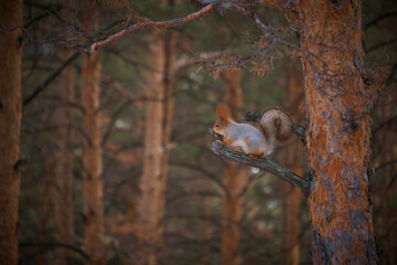wild squirrel on a tree in a winter forest
