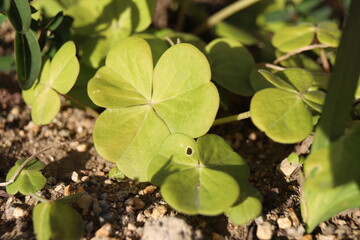 wild strawberry plant