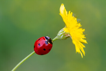 from nature ladybug