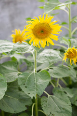 Yellow flowers nature beautiful fresh