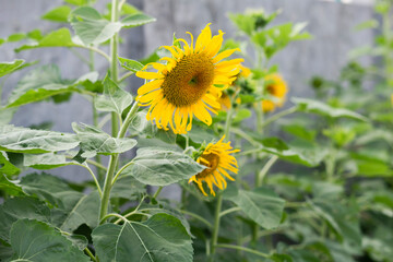 Yellow flowers nature beautiful fresh