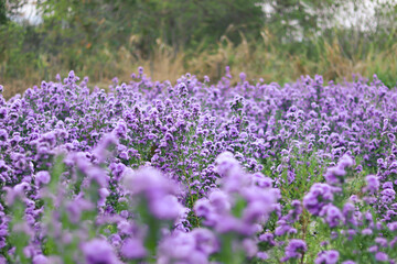 Obraz premium Violet and pink Margaret flowers blooming in the garden. Close-up beautiful and fresh Margaret flowers in natural light.