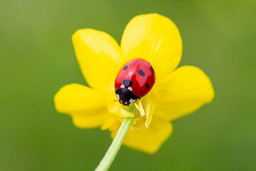 from nature ladybug