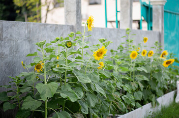 Yellow flowers nature beautiful fresh