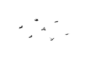 Flock of birds flying isolated on white background