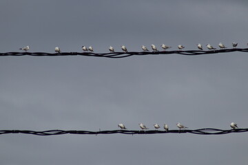 barbed wire fence
