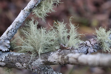 Lichen