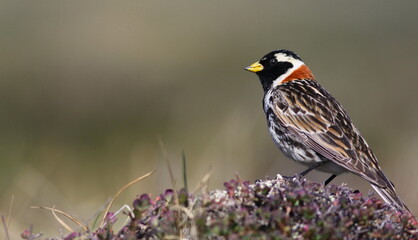 Lapland longspur, bunting, Calcarius lapponicus, birds of Greenland 