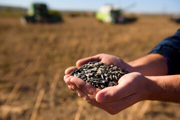 Sunflower grains in the hands, harvested in the field.
