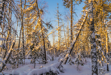 Fototapeta na wymiar Frosty Western Siberia in the rays of a winter sunset