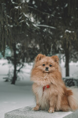 Winter portrait of a German spitz on a bench in the park