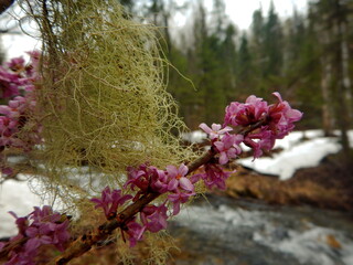 Russia. Kuznetsk Alatau. To celebrate spring blooming shrub, Daphne mezereum fatal (wolf bark) very...