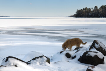 Dog sniffing snow and ice on Kempenfelt Bay at Wilkins Beach in Barrie in winter