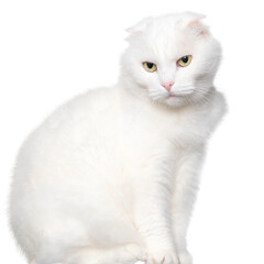 White lop-eared cat sits on a table. Isolated on a white background