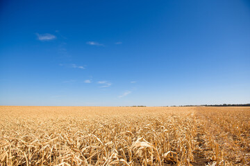 Naklejka premium A field of ripe corn ready for harvest in the fall.