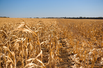 A field of ripe corn ready for harvest in the fall.