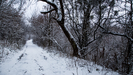 snow-covered forest road