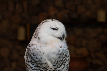 Portrait of a  owl in the nature.