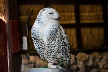 Portrait of a  owl in the nature.
