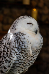 Portrait of a  owl in the nature.