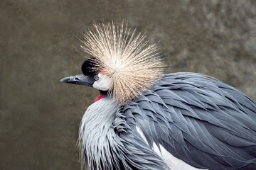 Fototapeta premium close up of a Crowned Crane bird in zoo