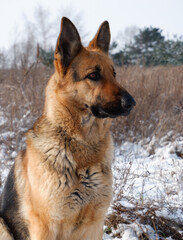 German shepherd dog sitting on white snow in a field.