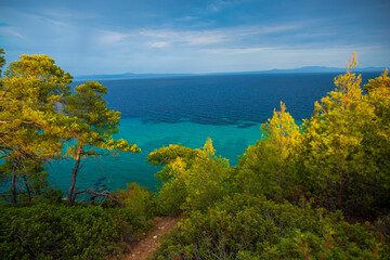 Naklejka premium Mediterranean Trees near the sea in Greece