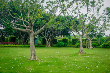 Fototapeta na wymiar Beautiful green park in Xiamen city