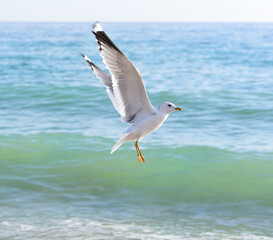 Fototapeta na wymiar the sea is worried, but the seagull still prepared for landing