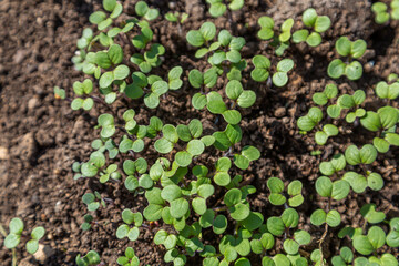 Mustard sprouts grown for organic fertilizer green manure siderates