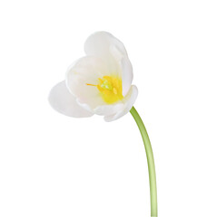 Naklejka na ściany i meble Tulip flower isolated on white background. Useful for beautiful floral design on holiday like 8 March (International Women day), Mother's day gift card, Easter